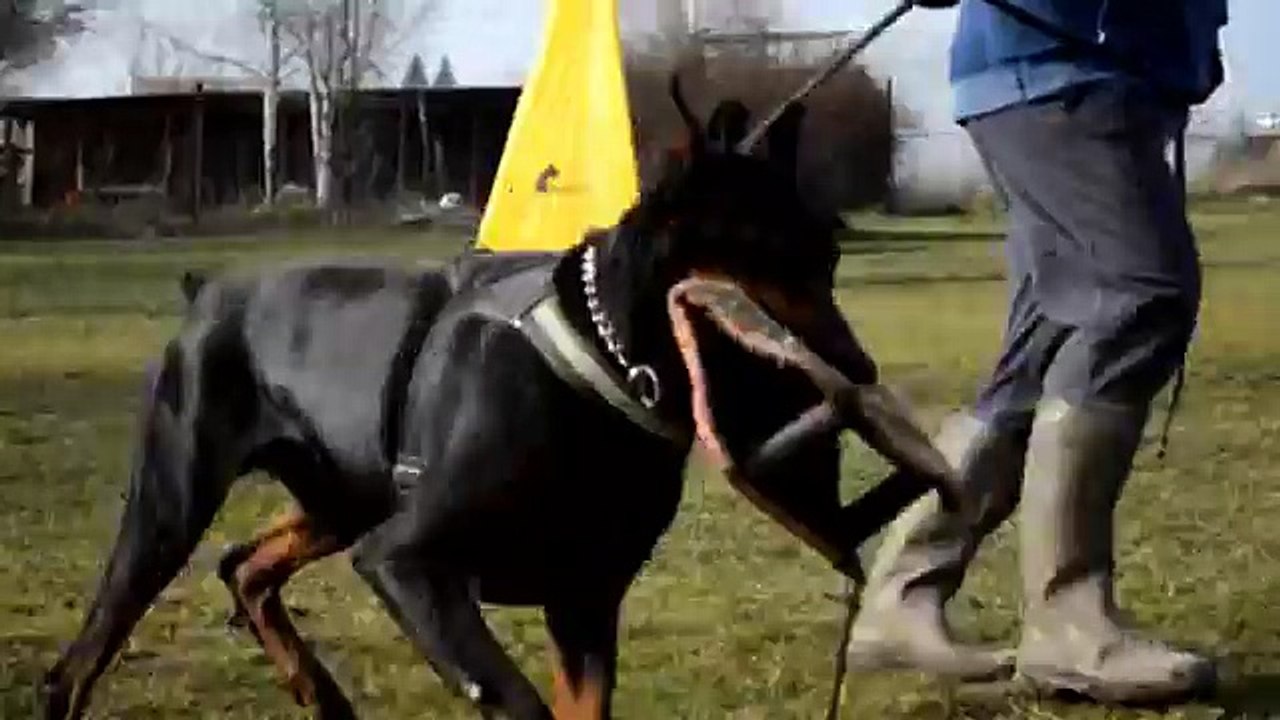 Dobermann Lukas v. Noblesshof, first protection training