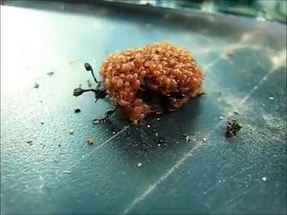 A Symbiotic Relationship - Carrion Beetles and Mites