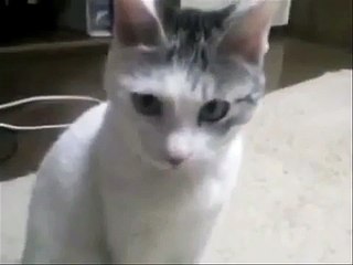 FUNNY CAT VIDEOS lol compilation - Funny Video 2015 - Part 2-copypasteads.com