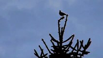 Énekes rigó - (Turdus philomelos) - Twittery Song Thrush