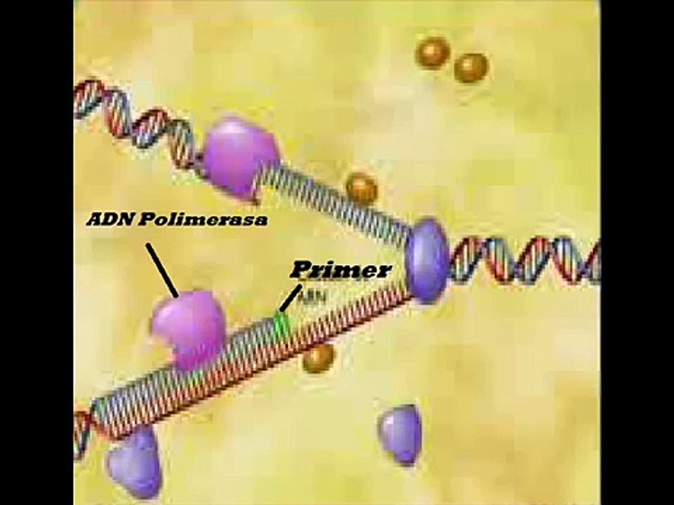 REPLICACIÓN, TRANSCRIPCIÓN Y TRADUCCIÓN