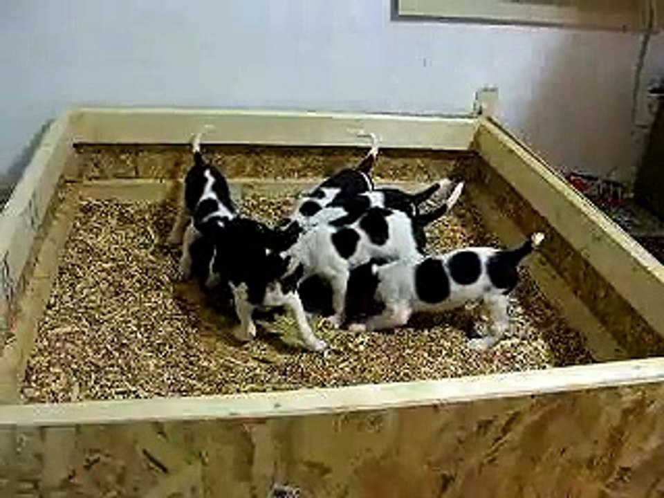 Six Hungry Walker Pups