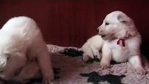 Zwitserse Witte Herder pups Jewel of Joy - 3 weken oud - E-nest