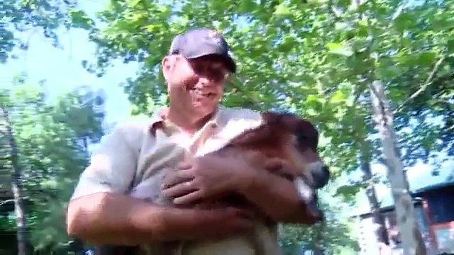 Itty Bitty Espoir , un cheval miniature donne naissance au plus petit poney du monde