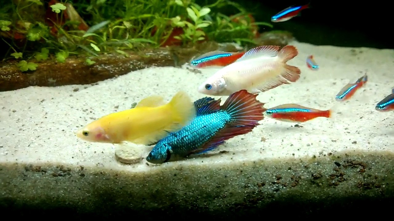 Female betta fish