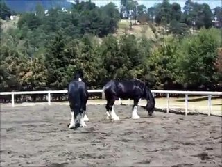 Caballos Shire en Libertad