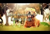 Home Remedies For Kennel Cough