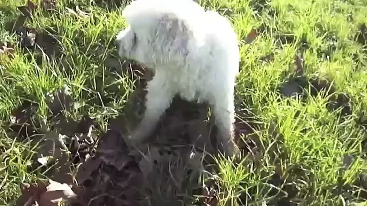 VLOG MY DOG - A SPASSO con ORSO the DOG