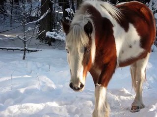 Communication Animale, Web-classes...  EUROPE