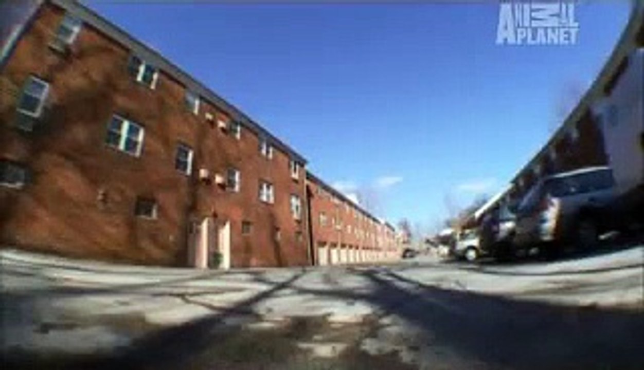 "Bedbugs" on Monsters Inside Me