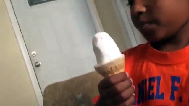 Funny dog eating a ice cream