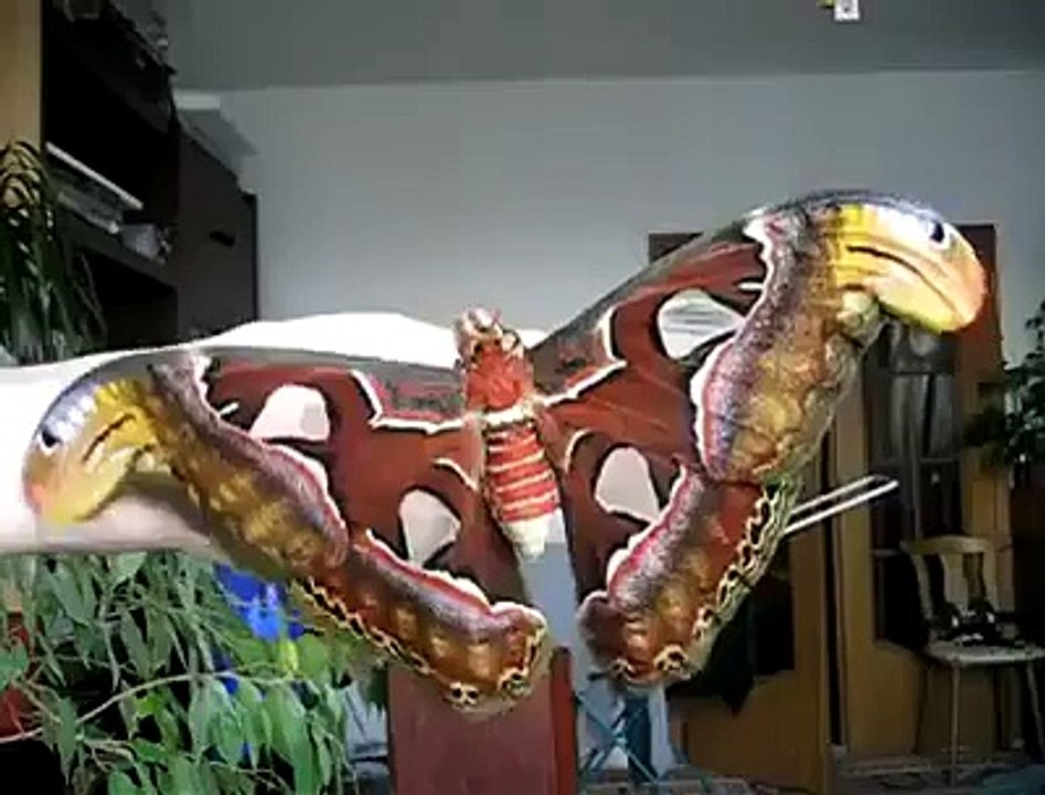 شاهد أكبر فراشة في العالم سبحان الله المصور البديع