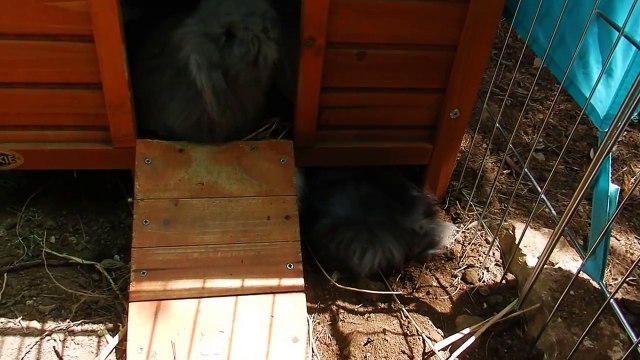 bébés lapin bélier nain angora teddy de Pandy et Zeus