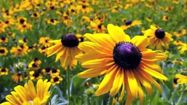 Differences between plants and animals