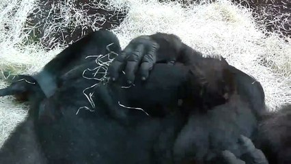 An unbelievable tender kiss for the Baby Gorilla - Der zärtliche Kuss von Gorilla Mom Bagira