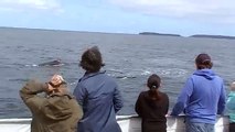 Jervis Bay Whales - Mother and Calf in Jervis Bay