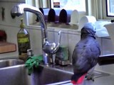 Grey Parrot Bidule: Dishwashing 101