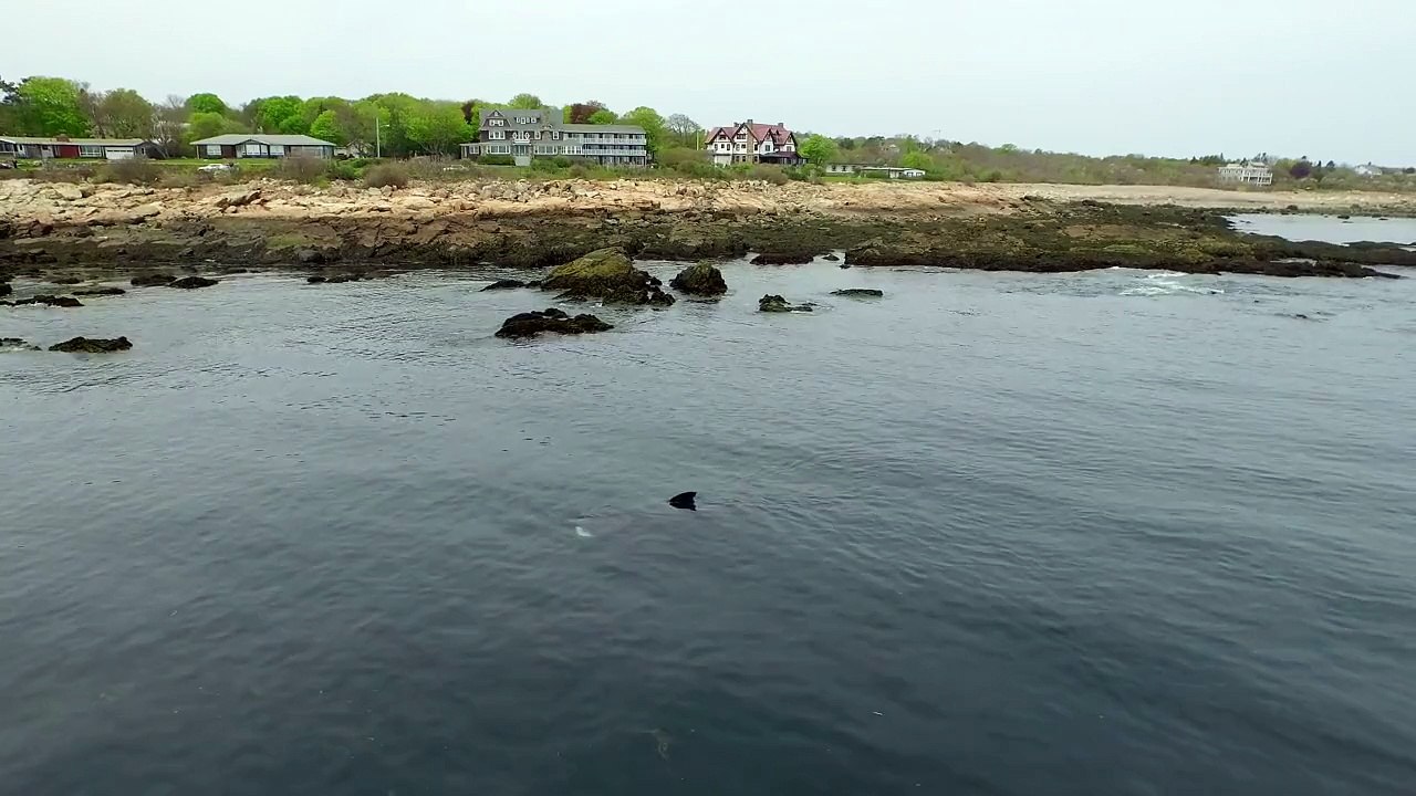 4K Drone Video:  The Bass Rocks Basking Sharks