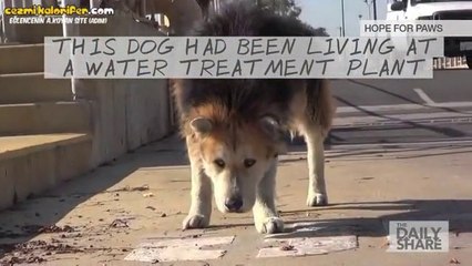 Bir Köpeğin Sokaktan Kurtuluş Hikayesi