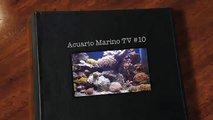 Acuario Marino TV #10 agua del chorro vs Osmosis Inversa