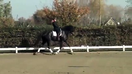 FOR SALE KWPN gelding. Schoolmaster at PSG level. 2005 1.79m high