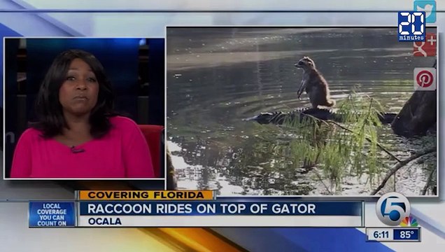 Insolite : ce raton laveur a trouvé comment traverser une rivière