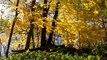 Nokia N8 video - Finnish forest at autumn