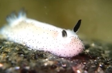 Kabuksuz Deniz Sümüklü Böceği