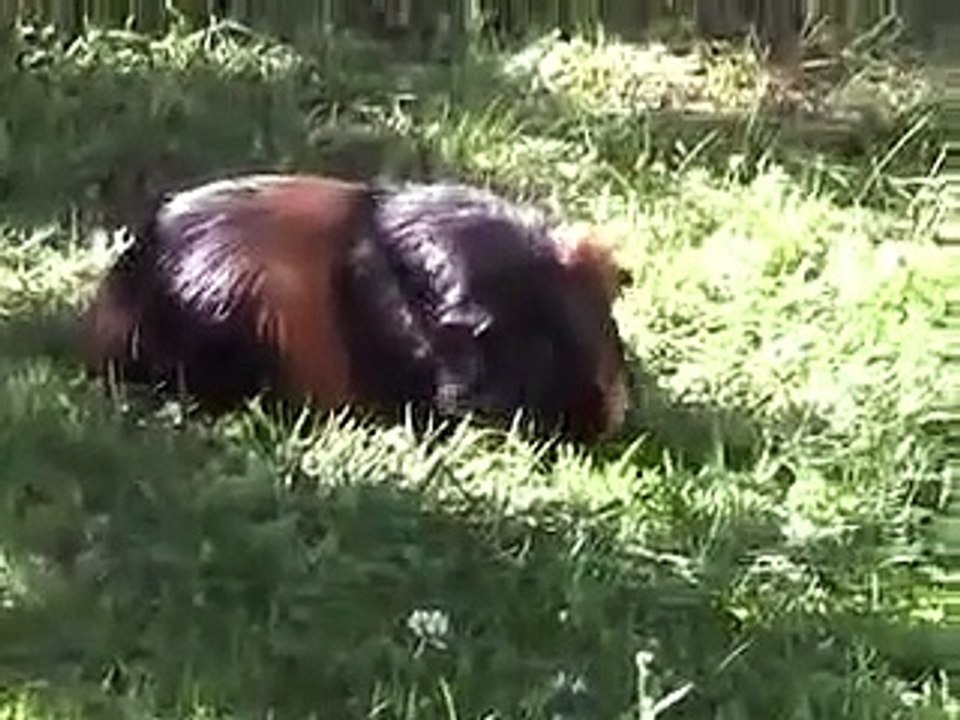 cochon d'inde en herbe