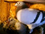 ouadii pigeons voyageurs  2012