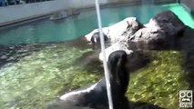 Seals Yelling Like Humans [Super Cut Compilation]