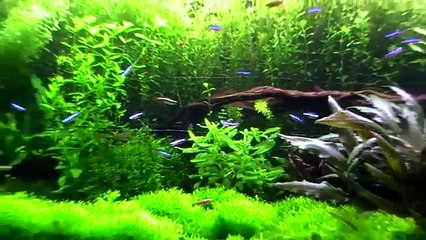 My 120cm Planted Aquarium