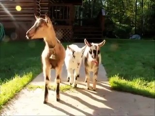 Cute little farm animals.