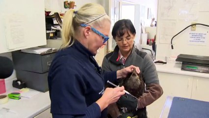 Pecheur Canadien sauve un aigle