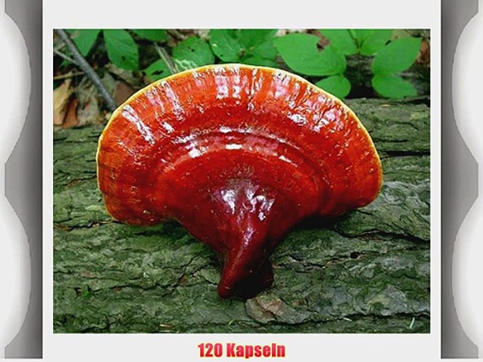 Reishi / Ling-Zhi (Ganoderma lucidum) - 120 Kapseln