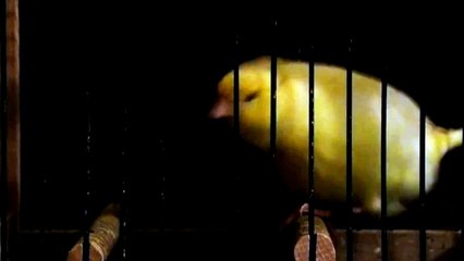 waterslager canari malinois hüseyin ipek 40