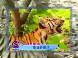 the brave monkey play tricks on young tigers