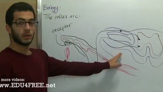 The reflex arc (action) - Chapter 5 - Biology