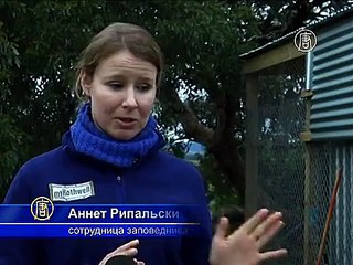 Собаки динго помогут австралийцам справиться с лисами