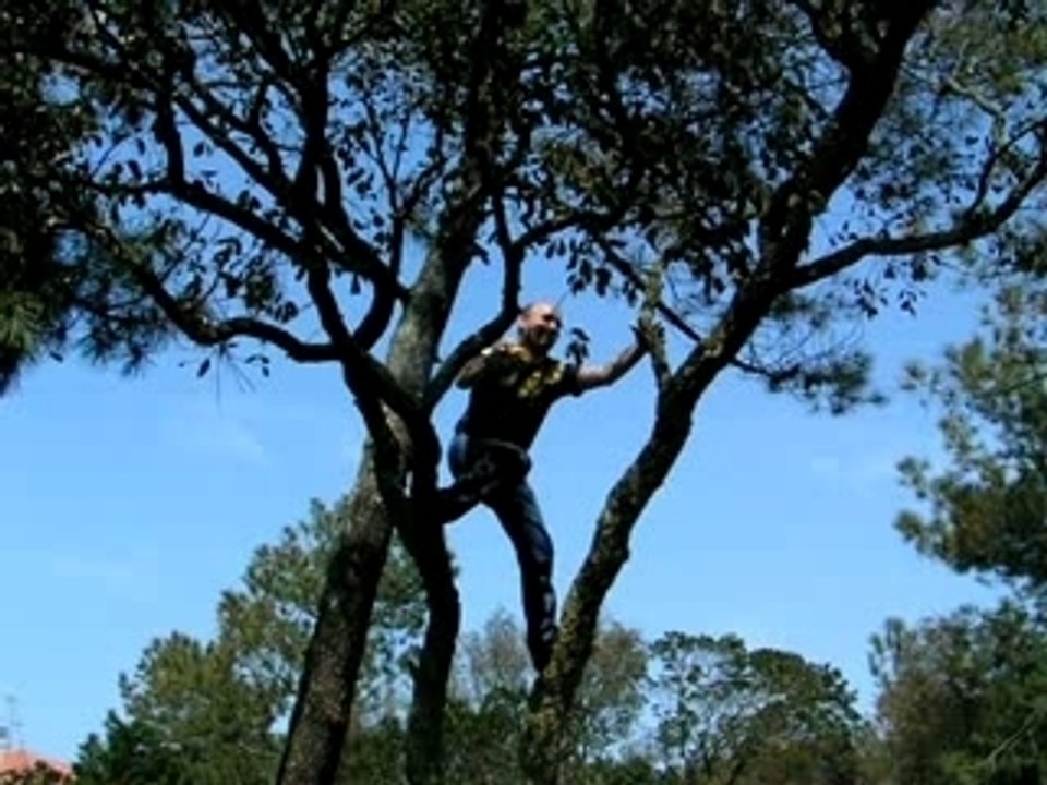 L'homme descend de l'arbre ...