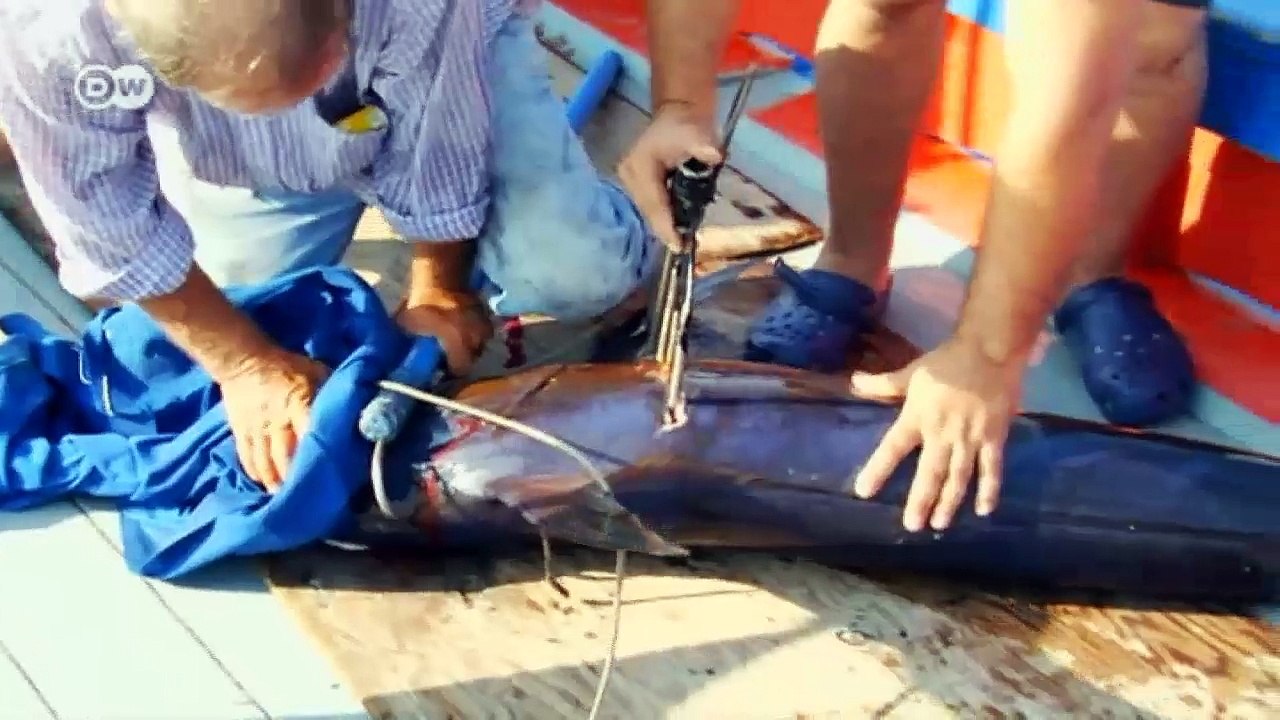 Jagd auf den schwertfisch | fokus europa