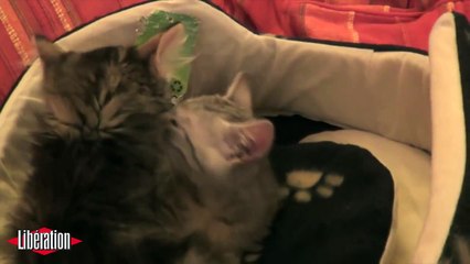 French kittens french kissing