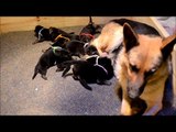 German Shepherd Puppies eating at 1 week old, 100% German lines