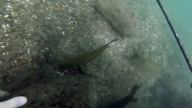 Partie de pêche sous-marine au tuba dans un banc de black bass - rivière niagara