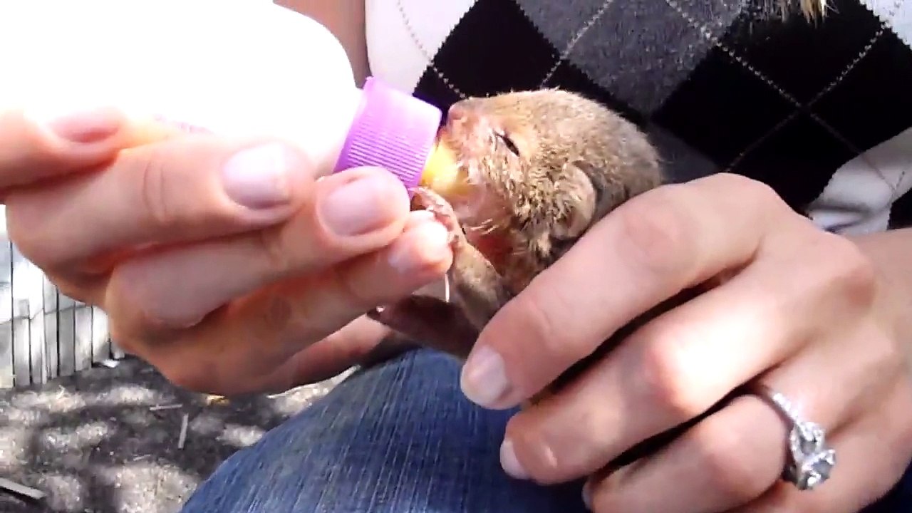 Cute Baby Mongoose: Bottle-feeding Time!