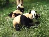 Giant Pandas fighting over bamboo