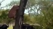 هجوم أسد على جاموس - Animals Wild Animals Buffalo Attack Lion lions tiger  dogs  leopards