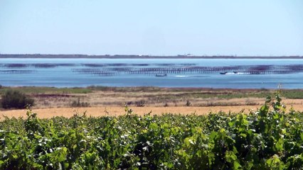 Vincoeurs Pays de Thau - Pays de Pézenas
