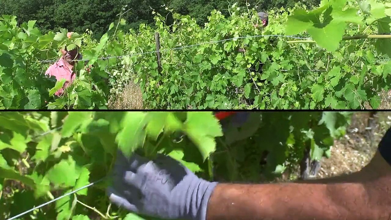 Vincoeurs Cévennes - Pic Saint-Loup
