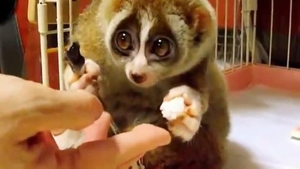 Cutest Animal in the world... -  Lemur Type Animal Eats Rice Ball